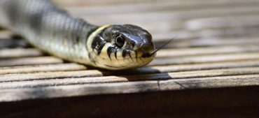 What Are the Top 10 World’s Deadliest Snakes?