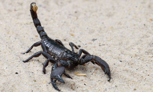Scorpions-in-the-Driest-Desert-in-the-World