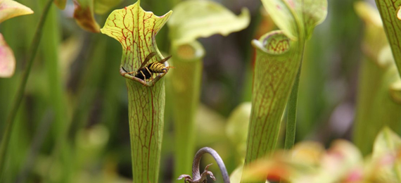 How Does a Pitcher Plant Digest Insects