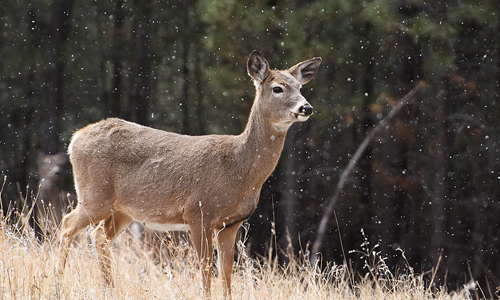 Wildlife-Viewing