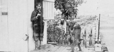 Did a Baboon Work as a Railroad Signalman?