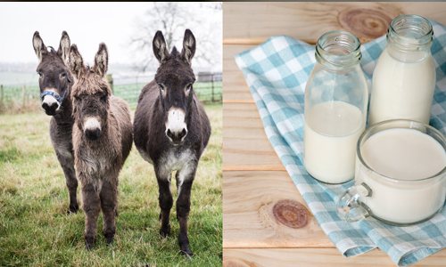 Benefits-of-Donkey-Milk