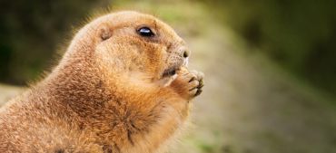 Everything You Need to Know About Groundhog Facts