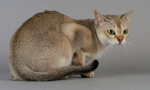 Features-of-the-Smallest-Cat-Breed