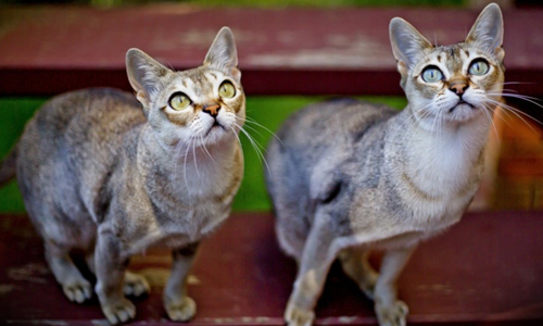 Behavior-of-the-Smallest-Cat-Breed---Singapura