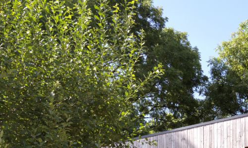 Passivehaus-Tree-House