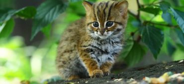Meet the World’s Smallest Cat Breed