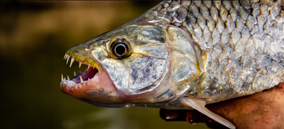 Shocking Tiger Fish Facts