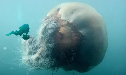 Lion's-Mane-Jellyfish