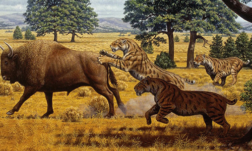 Common Prey of a Saber-Tooth Tiger