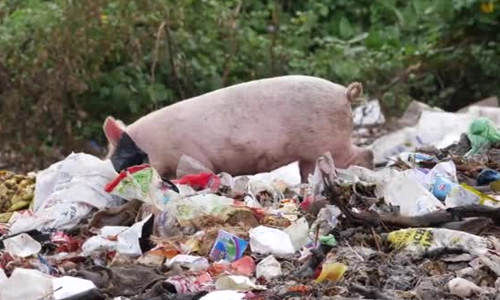 No-Feeding-Garbage-to-Pigs