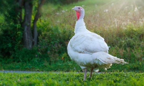 Interesting Facts About Turkey Bird