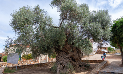 Olive-Tree-of-Vouves