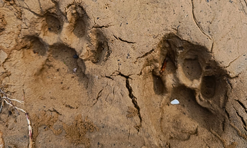 Footprints of Saber-Tooth Tiger