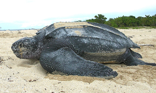 Leatherback-Sea-Turtle