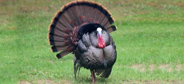 Fascinating Facts About the Wild Turkey Bird