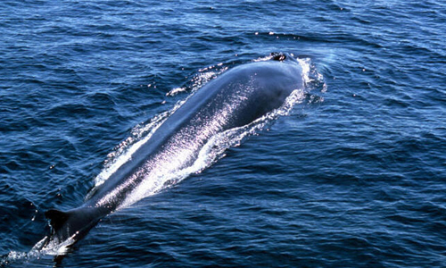 Fin-Whale
