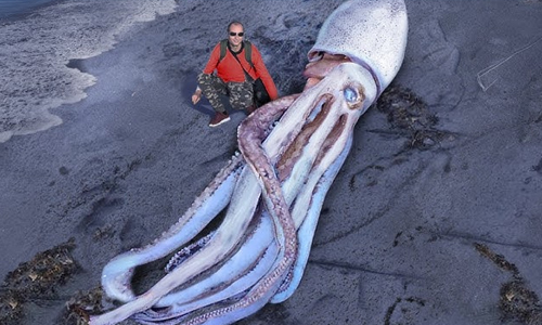 Giant-Squid