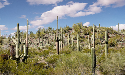 No-Cutting-Down-a-Cactus