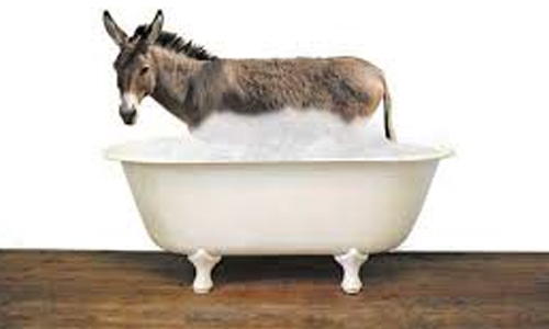 Donkeys-Cannot-Sleep-in-Bathtubs