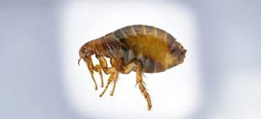 What Do Fleas Look Like?