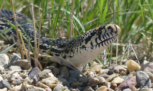 Bull-Snake---Habitat