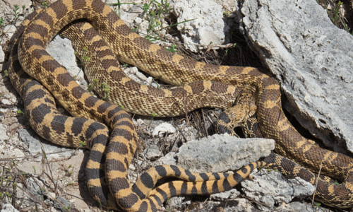 Bull-Snake---Place-of-Hibernation