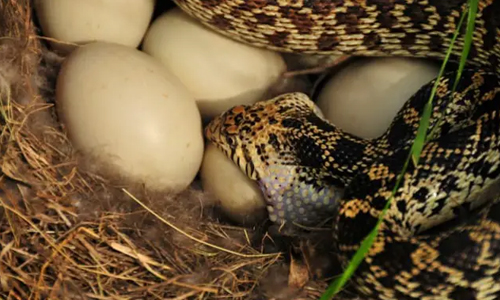 Bull-Snake-Laying-Eggs