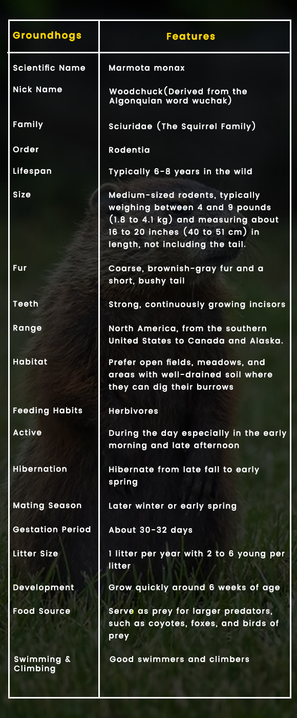 Groundhog: Basic Information